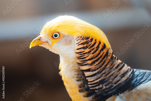 close up of a pheasant