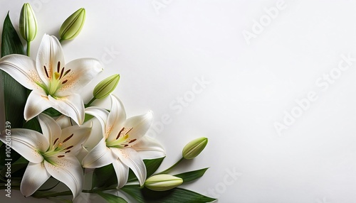 white tulips on a white