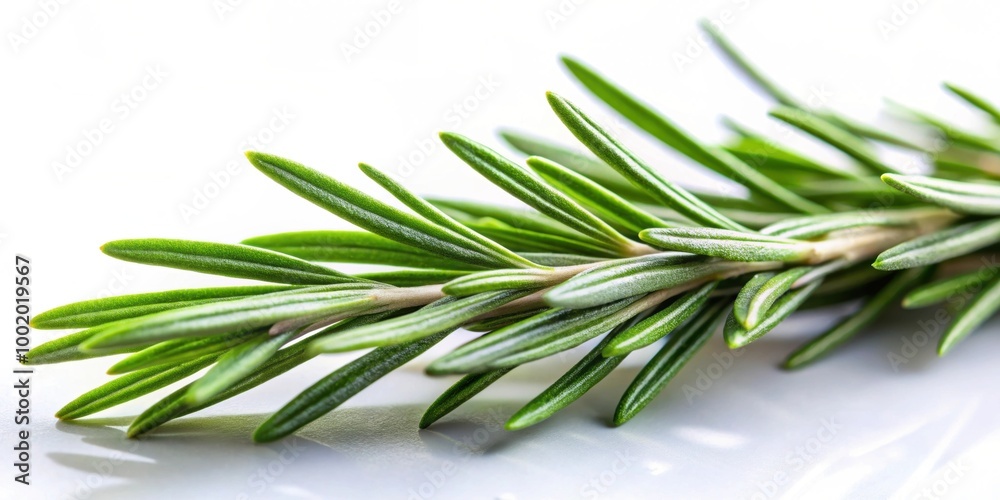 Close-up shot of fresh Rosemary sprig, herb, aromatic, cooking, ingredient, plant, green, herbaceous, flavorful, culinary Close-up shot of fresh Rosemary sprig, herb, aromatic, cooking, ingredient, plant, green, herbaceous, flavorful, culinary