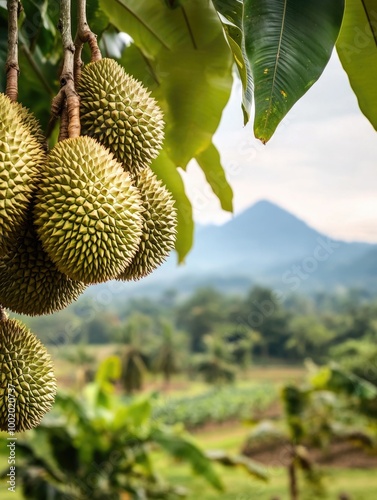 Durian Fruit Hanging From Tree