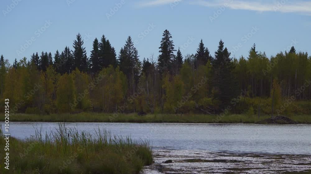 Autumn Landscapes of Elk Island National Park, Alberta
Autumn Landscapes of Elk Island National Park, Alberta