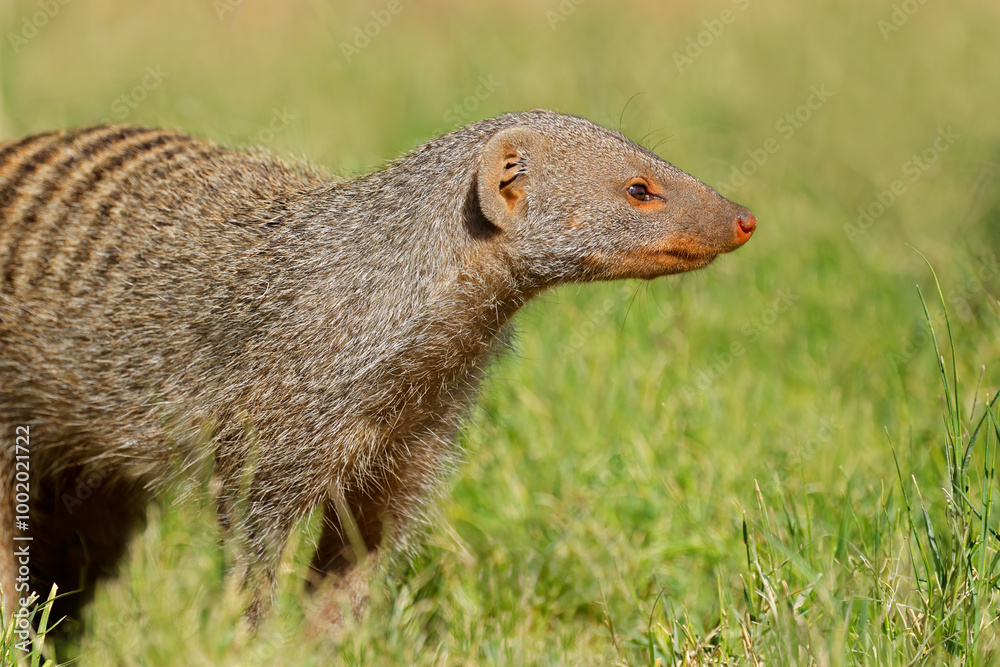 Portrait of a banded mongoose (Mungos mungo), Chobe National Park, Botswana. Portrait of a banded mongoose (Mungos mungo), Chobe National Park, Botswana.