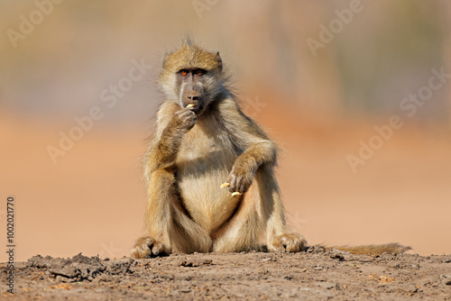 A chacma baboon (Papio ursinus) sitting in natural habitat, Chobe National Park, Botswana.