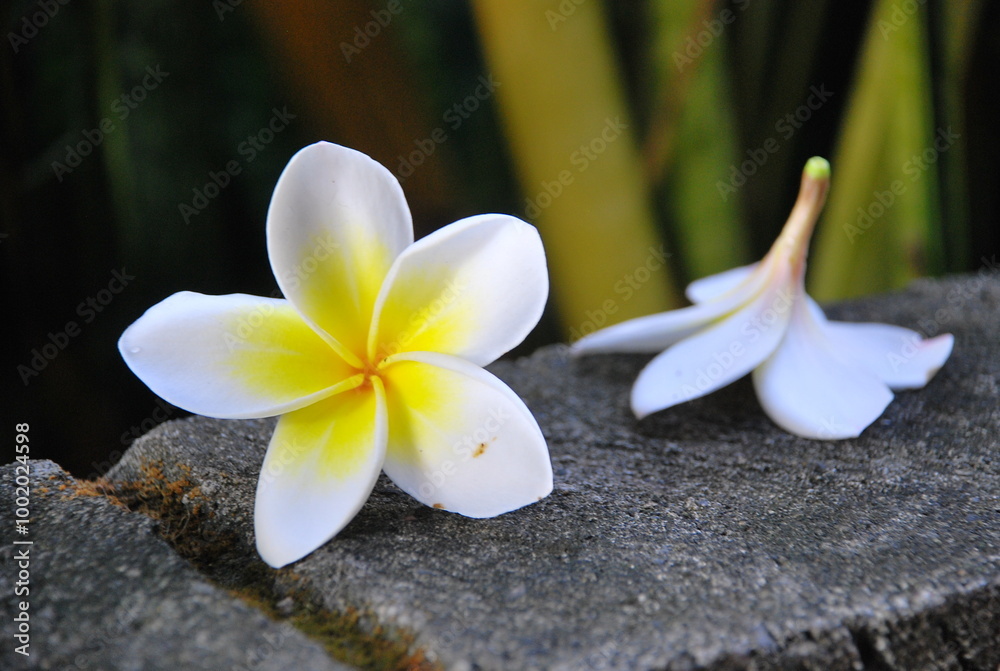 white flower white flower