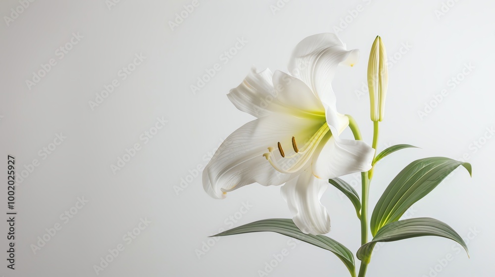 Elegant white lily flower with green leaves on a minimalist light background, symbolizing purity and grace. Elegant white lily flower with green leaves on a minimalist light background, symbolizing purity and grace.