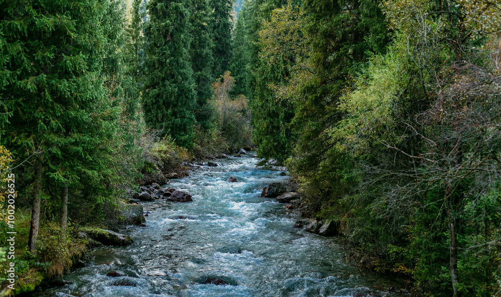 stream in the woods