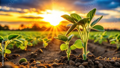 Close-up of vibrant soybean sprouts reaching towards the sun in an open field at sunrise , agriculture, plants, growth, nature photo