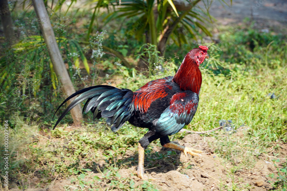 Fototapeta premium Indonesia Free-range chickens or native chckens are seen in a cage made of nets