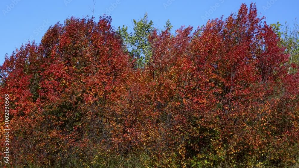 Autumn Landscapes of Elk Island National Park, Alberta
Autumn Landscapes of Elk Island National Park, Alberta