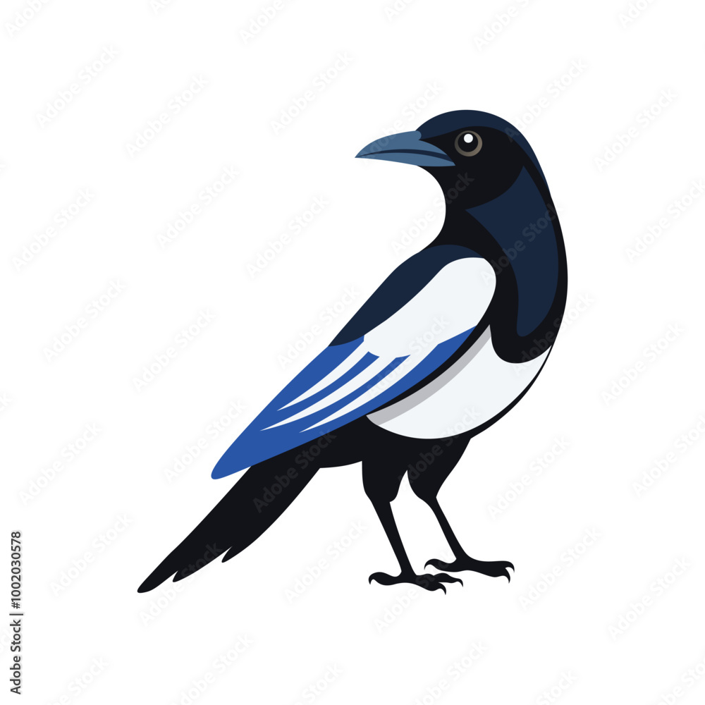 Obraz premium Magpie bird vector art illustration isolated on white background.