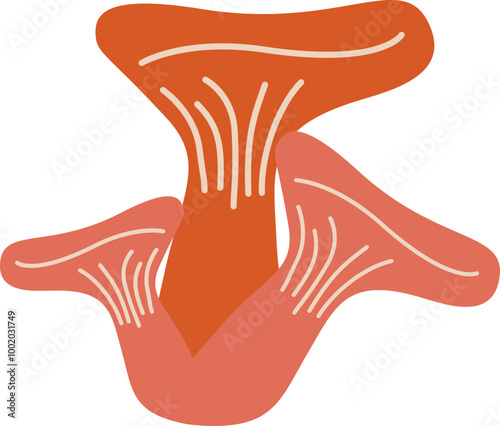 Mushroom photo