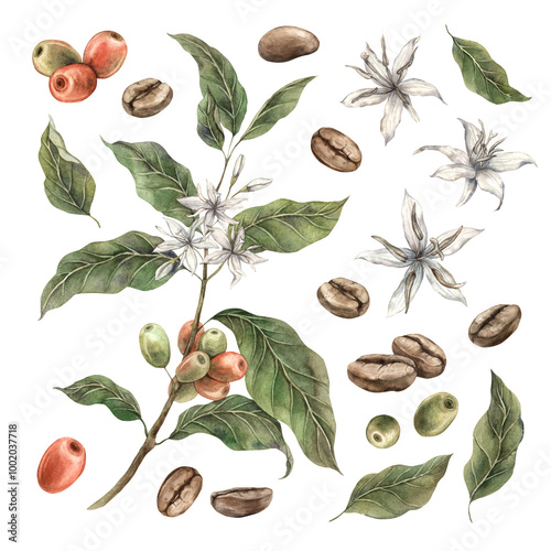 Set of coffee plants with green leaves and red coffee fruits. Ripe berries with white flowers and roasted coffee. Watercolor set of illustrations for shop, cafe, banners, postcards, packaging design