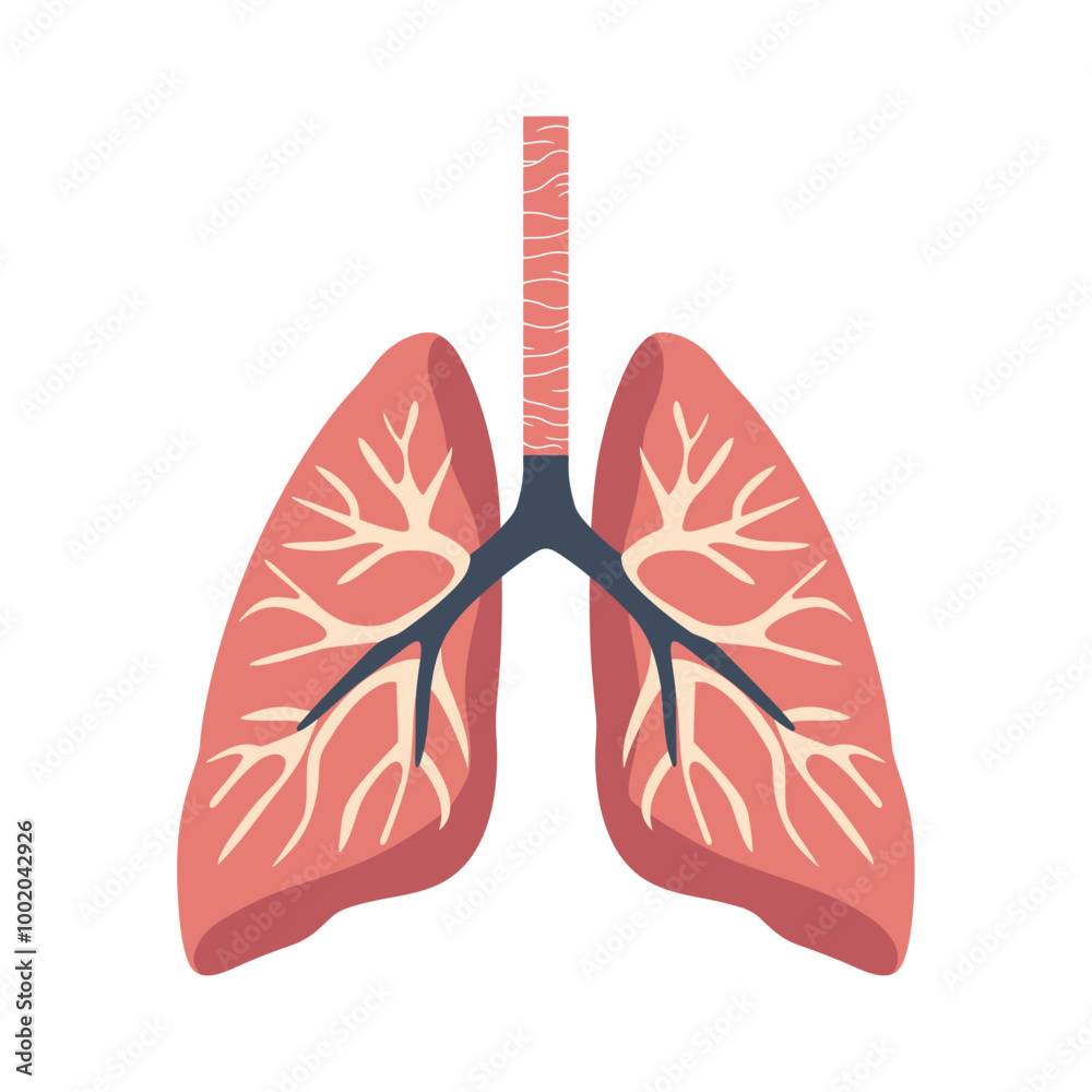 A detailed cartoon illustration of human lungs, showing the branching bronchial system. The lungs are pink with realistic anatomy, representing the respiratory system. A detailed cartoon illustration of human lungs, showing the branching bronchial system. The lungs are pink with realistic anatomy, representing the respiratory system.
