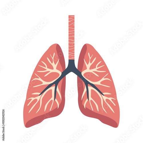 A detailed cartoon illustration of human lungs, showing the branching bronchial system. The lungs are pink with realistic anatomy, representing the respiratory system.
