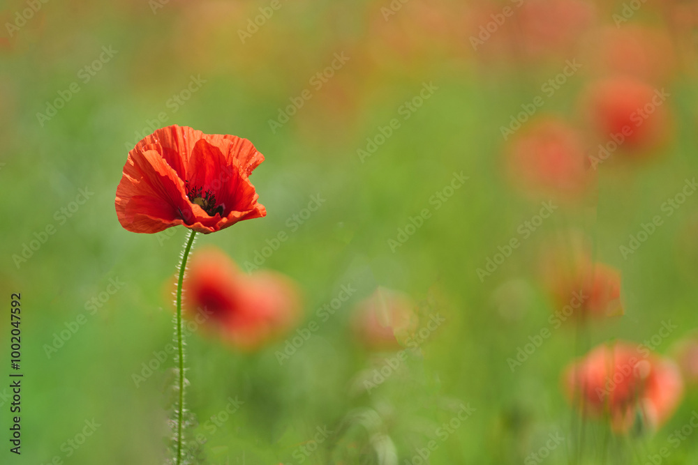 Naklejka premium World War remembrance day. Lone Red Poppy.