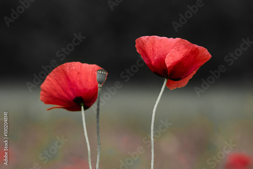 World War remembrance day. Red poppy is symbol of remembrance to those fallen in war.