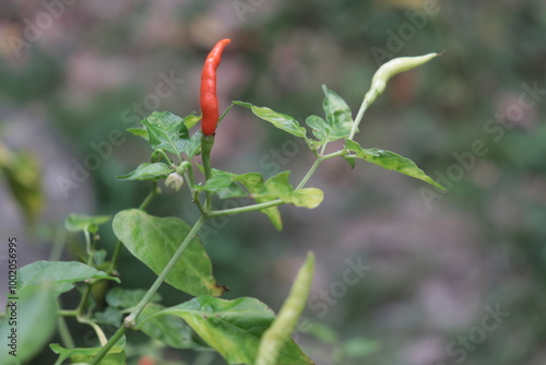 Chili Pepper Plant Growing: A vibrant red chili pepper hangs among its pale green counterparts on a lush plant, showcasing the beauty of nature's bounty.