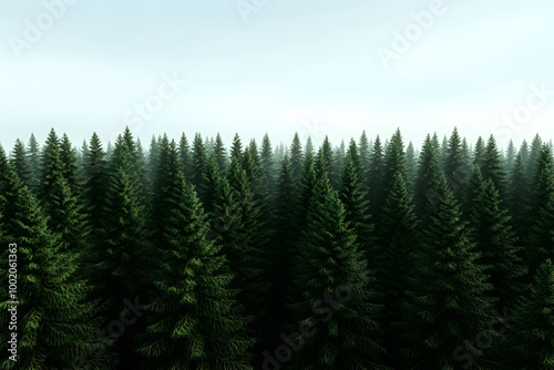 Amazing aerial view of a pine trees forest like an abstract pattern