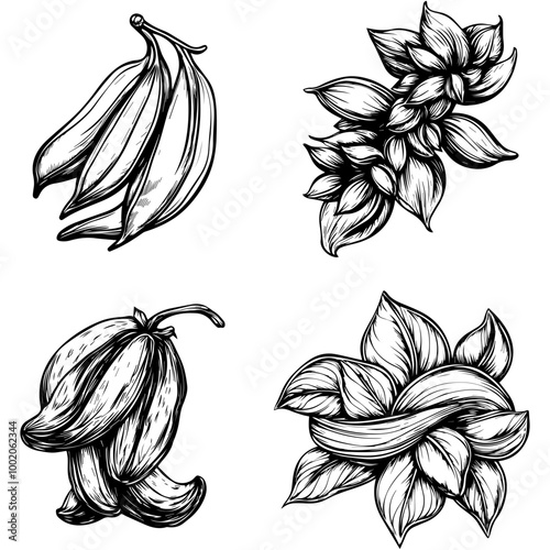 vegetables, editing materials, graphic design needs,