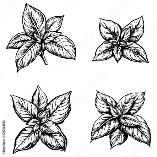 vegetables, editing materials, graphic design needs,