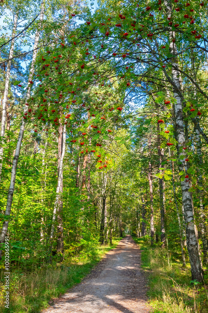 Dirt road in autumn forest