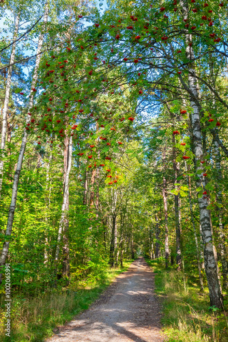 Obraz na płótnie Dirt road in autumn forest w salonie