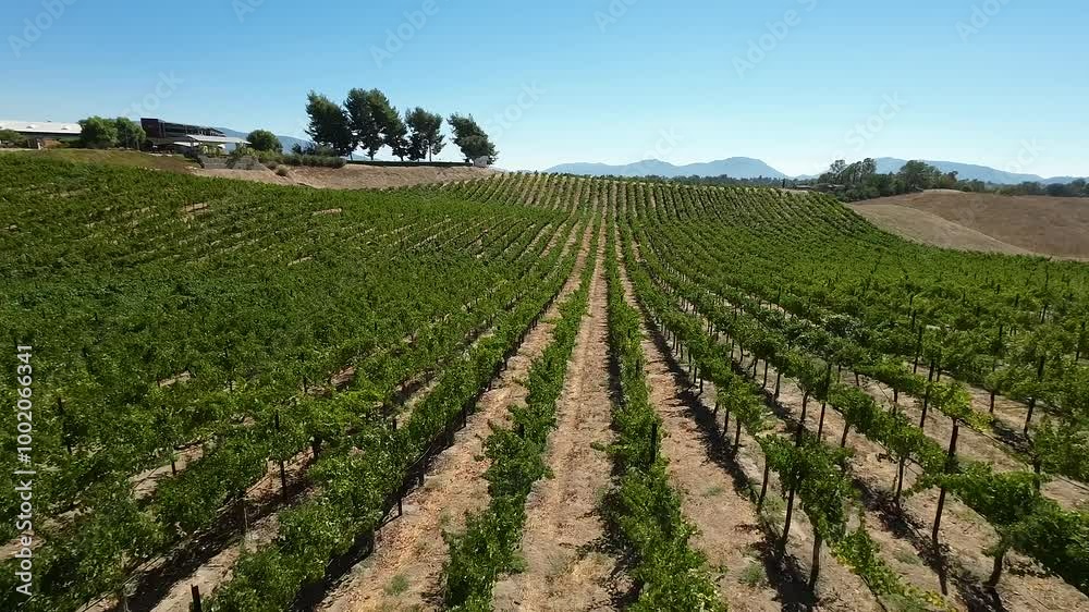 Winery Vineyard Winery Vineyard