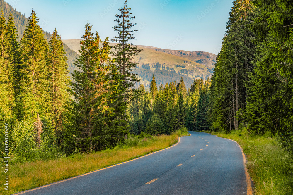 Naklejka premium Romania Transalpina road with many serpentines crossing forest in Carpathian mountains. Mountains forest trees with road in Parang mountains
