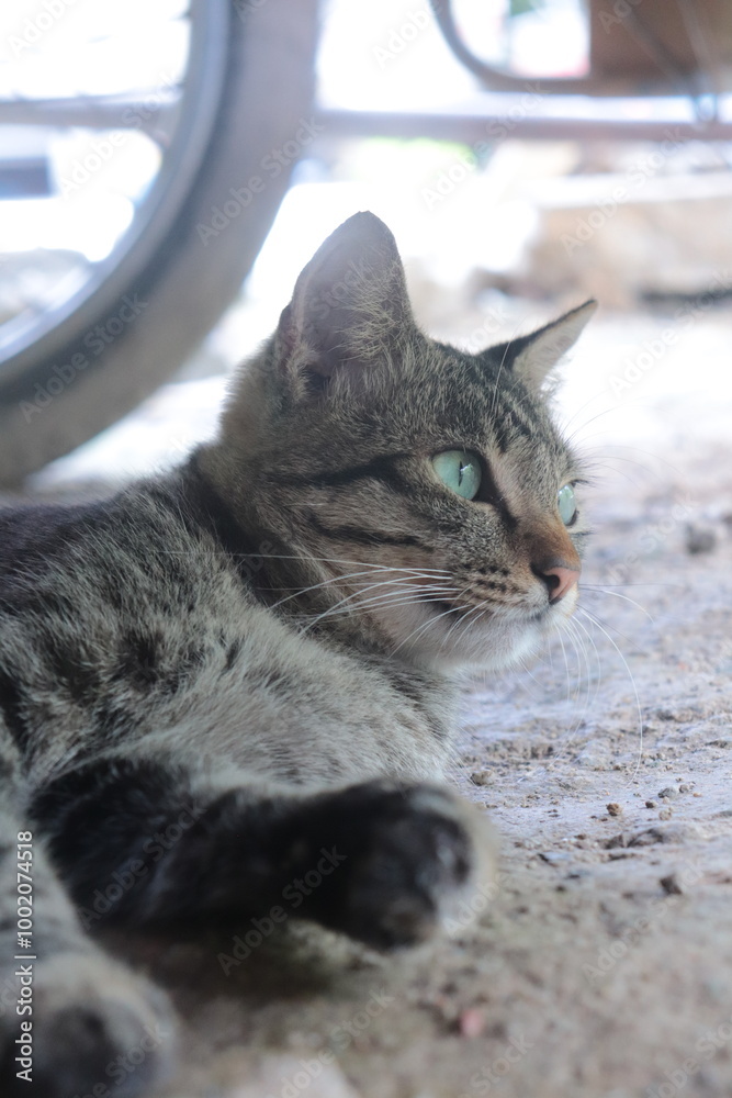 Naklejka premium Tabby cat - Daily Life.