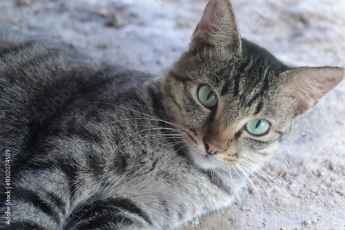 Tabby cat - Daily Life. photo