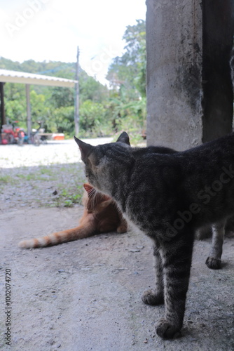 Tabby cat - Daily Life. photo