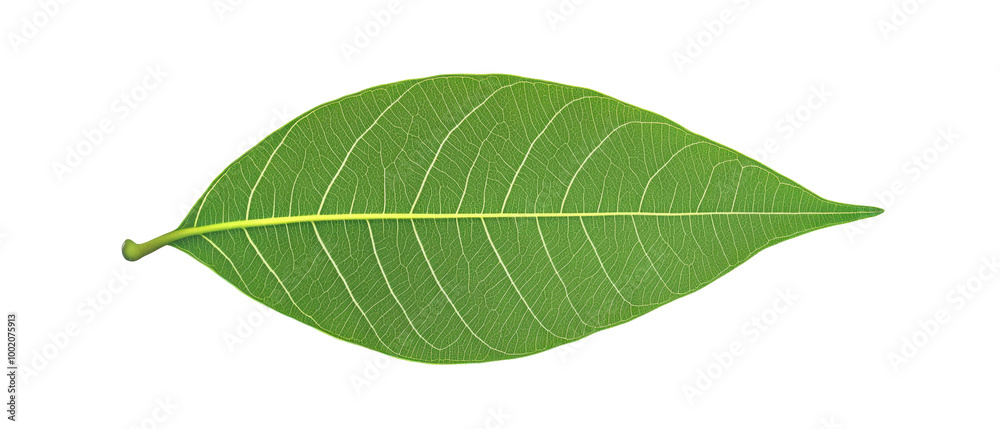 Fototapeta premium A single green leaf with visible veins against a transparent background.