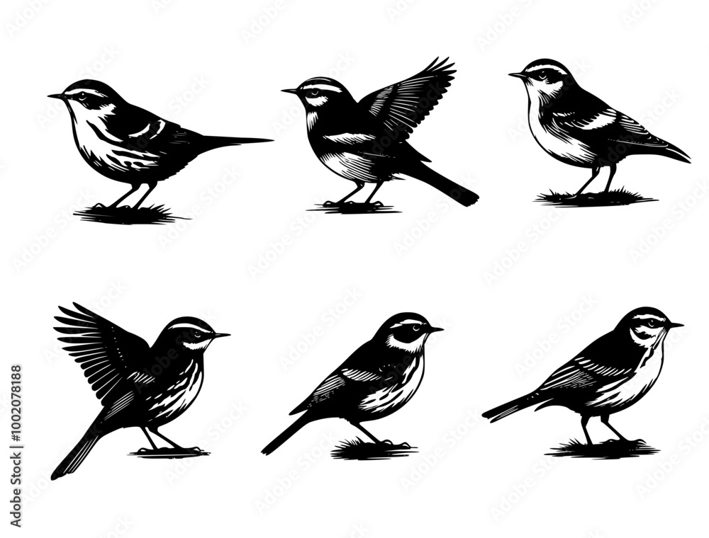 Fototapeta premium collection of birds