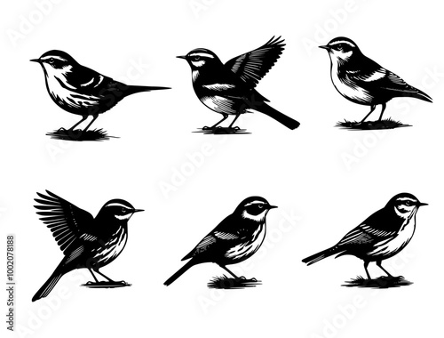 Wallpaper Mural collection of birds Torontodigital.ca