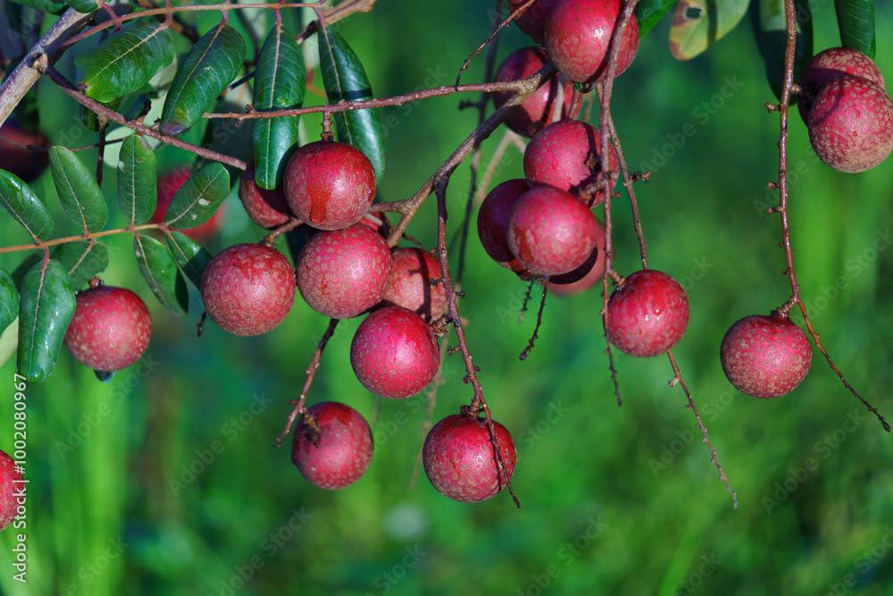 Obraz premium Purple longan is a popular tropical fruit in Mekong delta, Vietnam. It is also as known as Vietnamese cuisine with a brown shell, fresh sweet, white flesh around a round and shiny, black seed.