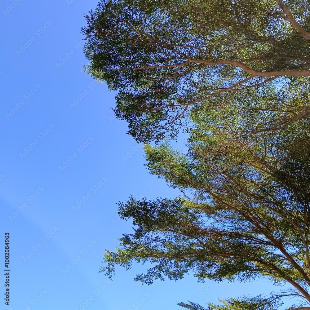 Serene Blue Sky with Lush Green Tree Canopy Serene Blue Sky with Lush Green Tree Canopy