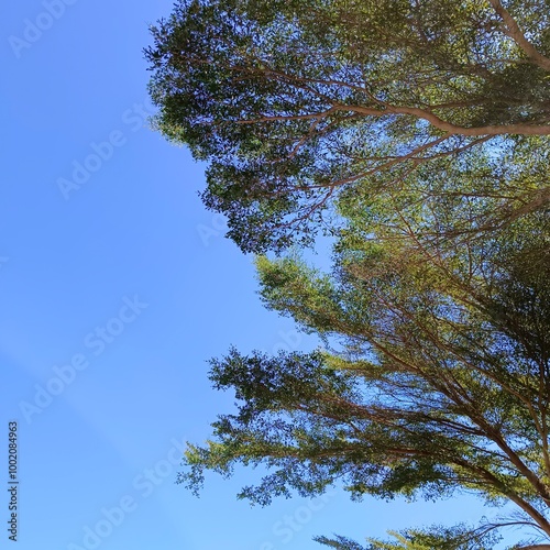 Serene Blue Sky with Lush Green Tree Canopy