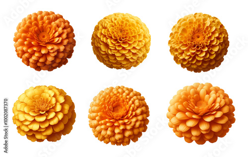 Set of marigold flowers isolated on transparent background,png image,Indian traditional functions pongal, ugadi, diwali, vishu, marriage, pooja, onam Pookalam