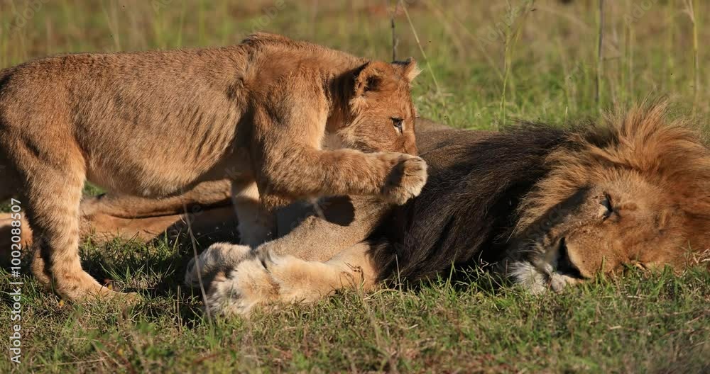 A baby lion plays with his father in the savannah A baby lion plays with his father in the savannah