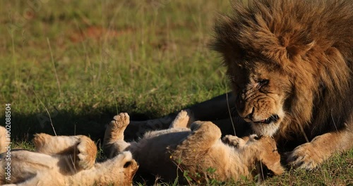 A baby lion plays with his father in the savannah