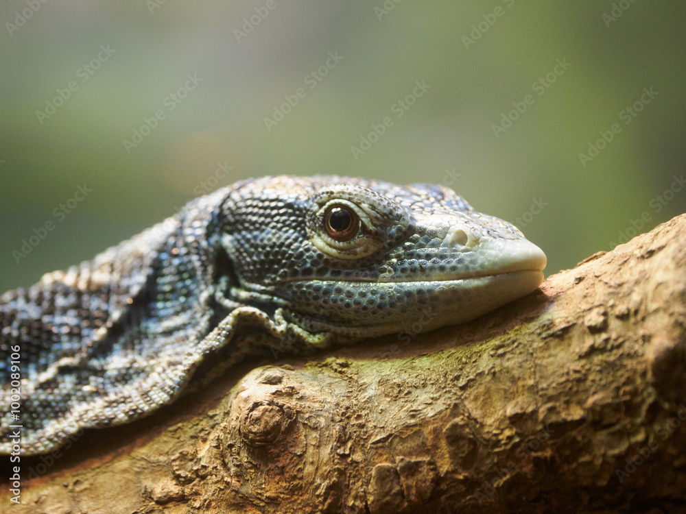 lizard on a tree lizard on a tree