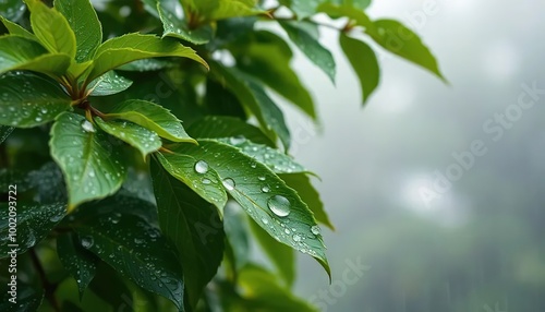 Close-up, leaves with raindrops in nature on a blurred background