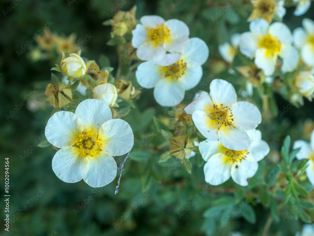 Obraz premium white cinquefoil flowers