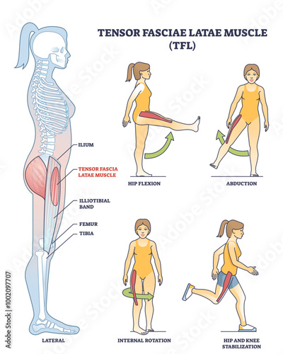 Illustration of Tensor Fasciae Latae muscle anatomy and exercises in outline style, transparent background.