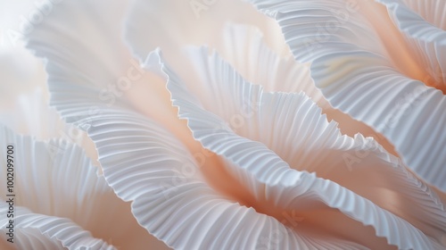 Abstract wallpaper featuring a nautilus shell, with a focus on its fibonacci sequence. The shell's natural beauty is a perfect addition to this art piece.