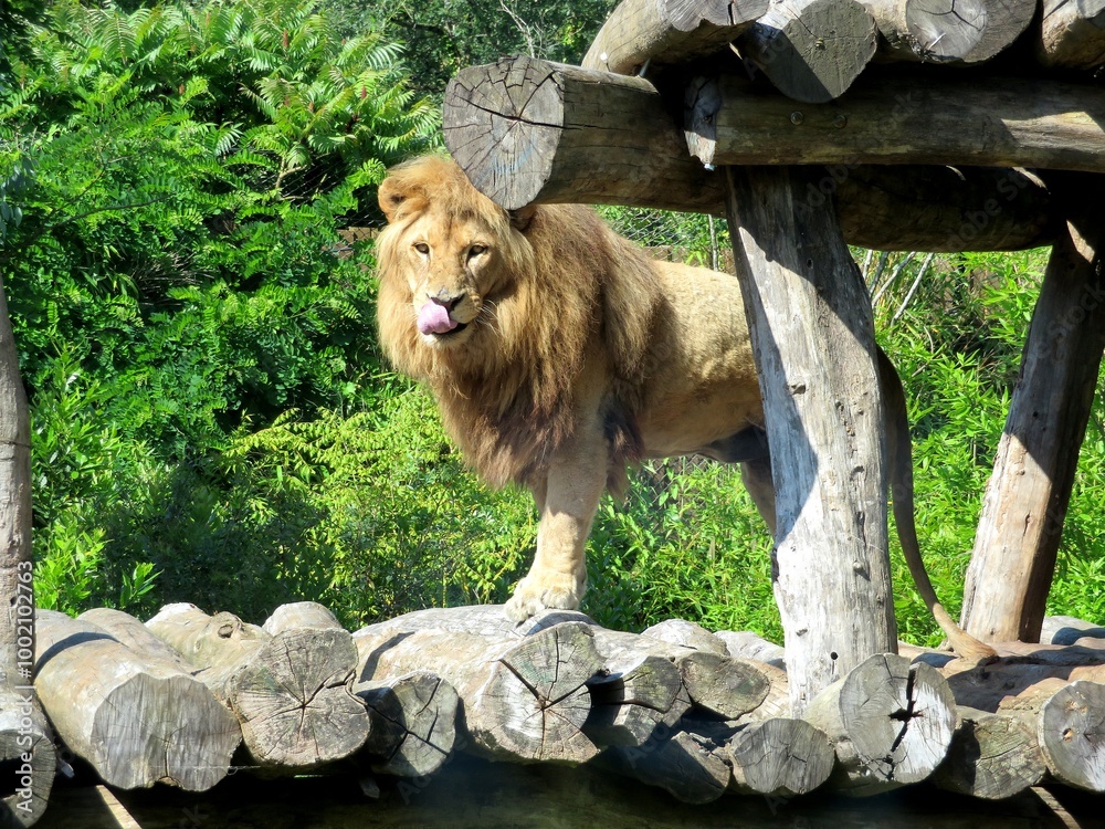 Obraz premium Lion