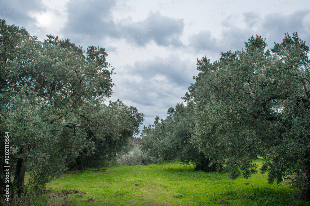 Obraz premium Olive gardens. Olive trees in Erdek. Olive trees in Balıkesir. Olive trees in Turkey. 