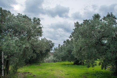 Olive gardens. Olive trees in Erdek. Olive trees in Balıkesir. Olive trees in Turkey. 