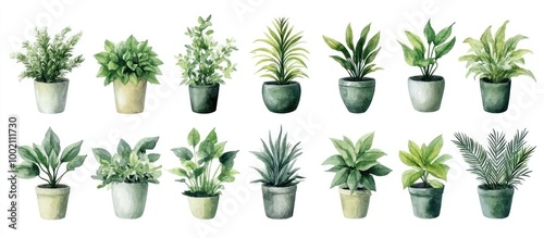 Watercolor illustration of 12 potted plants in a row.