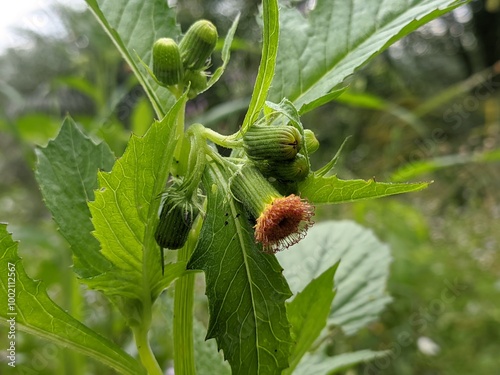 Crassocephalum crepidioides in tropical nature photo